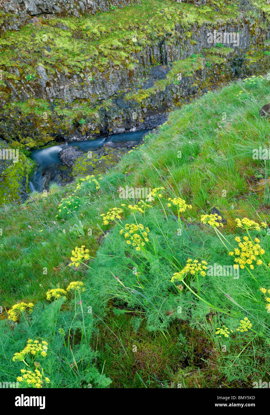 Deserto pungente prezzemolo (Lomatium grayi) e Catherine Creek. Columbia River Gorge National Scenic Area, Washington Foto Stock