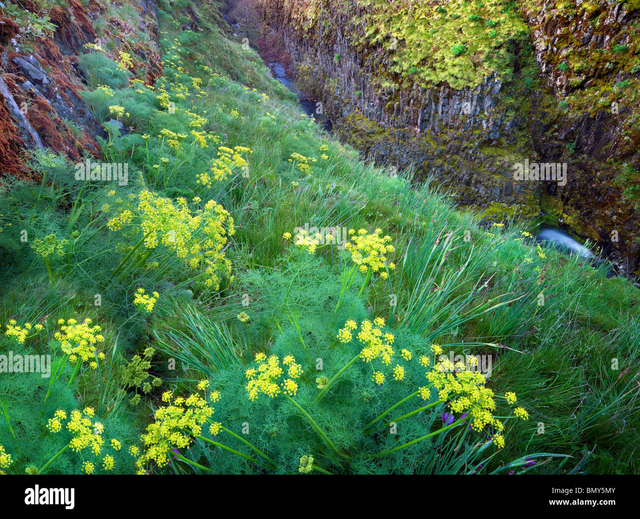 Deserto pungente prezzemolo (Lomatium grayi) e Catherine Creek. Columbia River Gorge National Scenic Area, Washington Foto Stock
