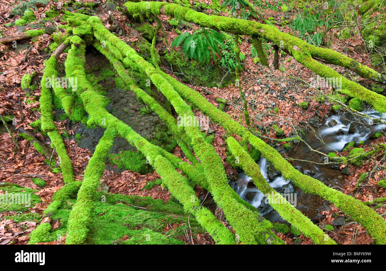 Cabin Creek con moss coperta albero abbattuto. Columbia River Gorge National Scenic Area, Oregon Foto Stock