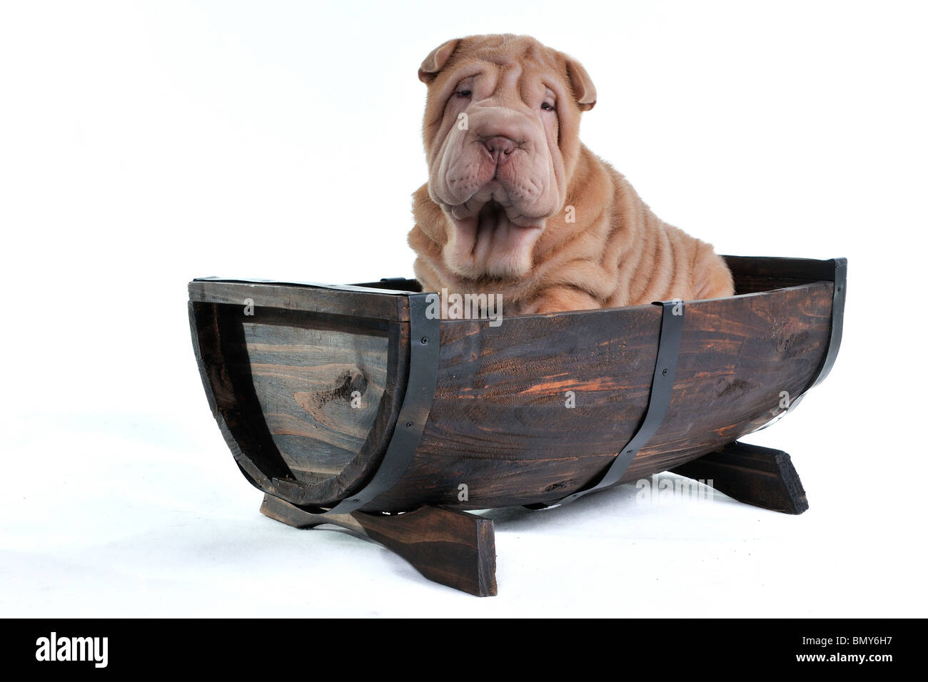 Shar-Pei puppy in canna a metà barca Foto Stock