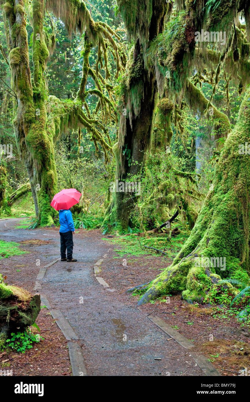 Percorso nella Hall di muschi con escursionista con red unbrella. Hoh Rain Forest. Il Parco nazionale di Olympic, Washington Foto Stock