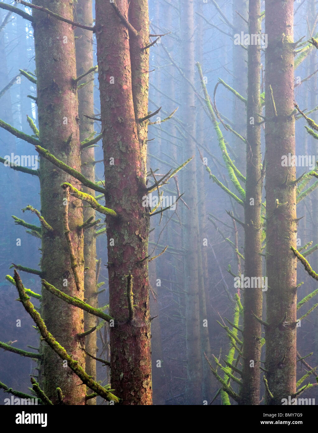 Sitka Spruce alberi nella nebbia. Samuel H. Boardman membro Scenic corridoio. Oregon Foto Stock