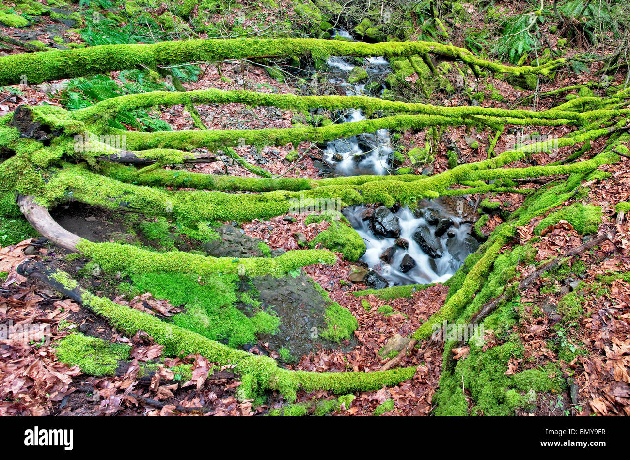 Cabin Creek con moss coperta albero abbattuto. Columbia River Gorge National Scenic Area, Oregon Foto Stock