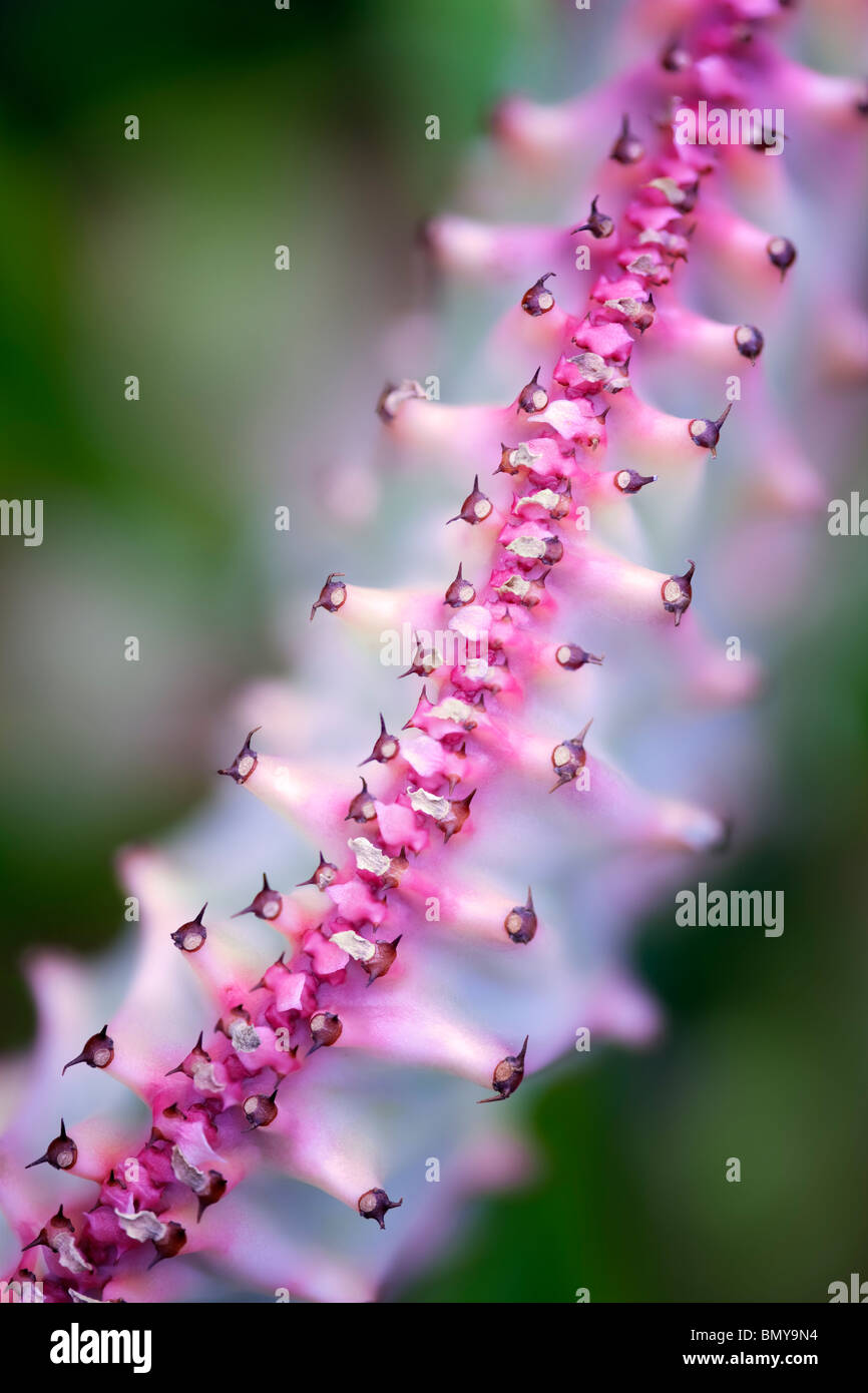 Succulento - Elkhorn (Euphorbia lactea) close up. Oregon Foto Stock