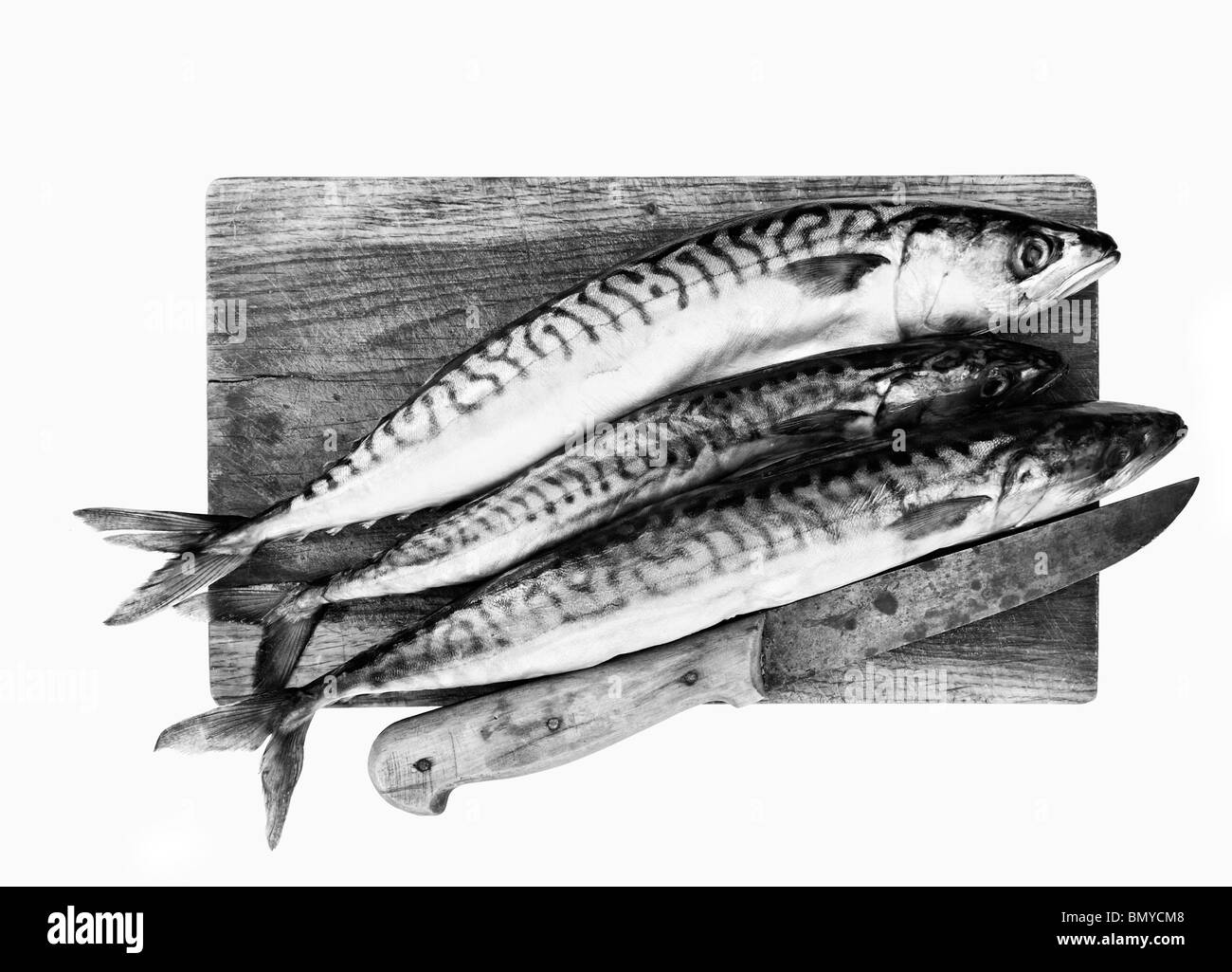 Sgombri freschi nel tagliere Foto Stock