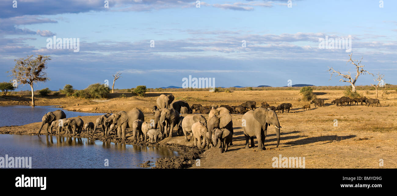 Elefante africano (Loxodonta africana). Allevamento di bere in un fiume. Madikwe Game Reserve, nord ovest della provincia, Sud Africa. Foto Stock