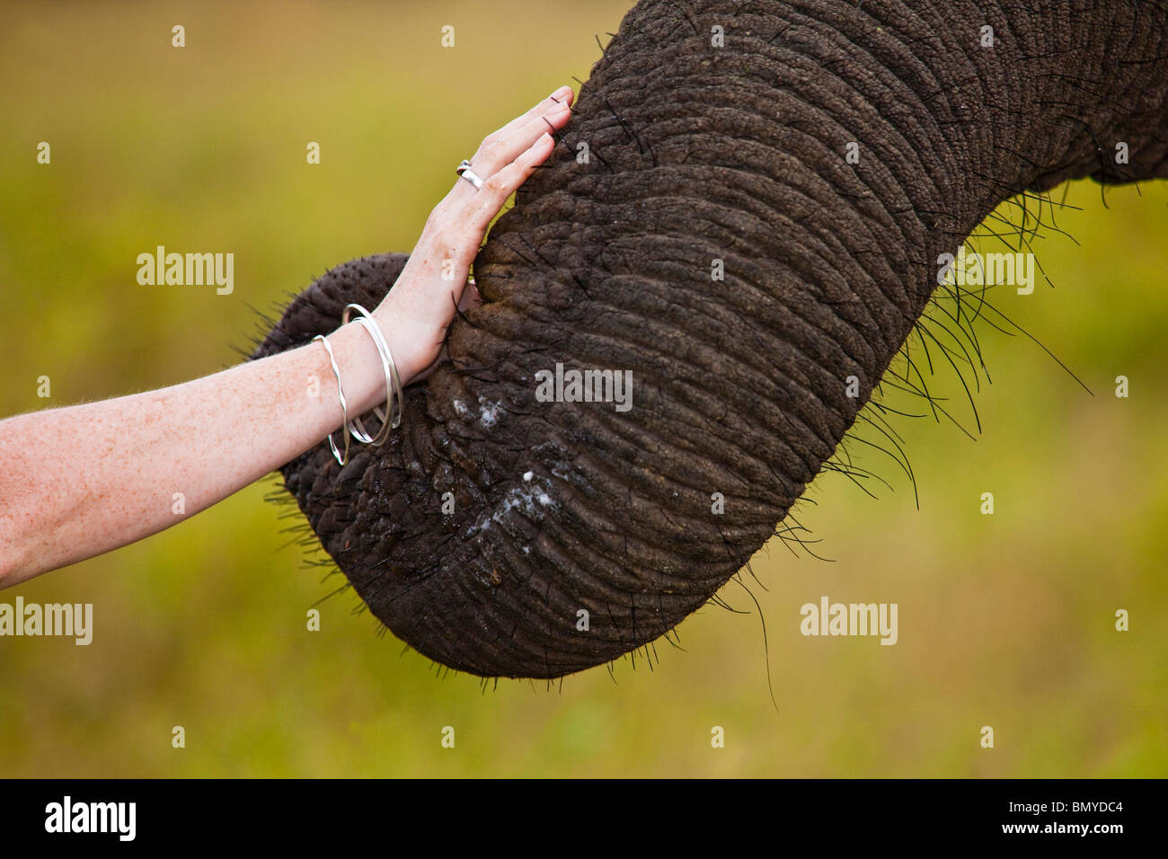 Donna petting dell' elefante africano (Loxodonta africana) trunk. KwaZulu Natal. Sud Africa. Foto Stock
