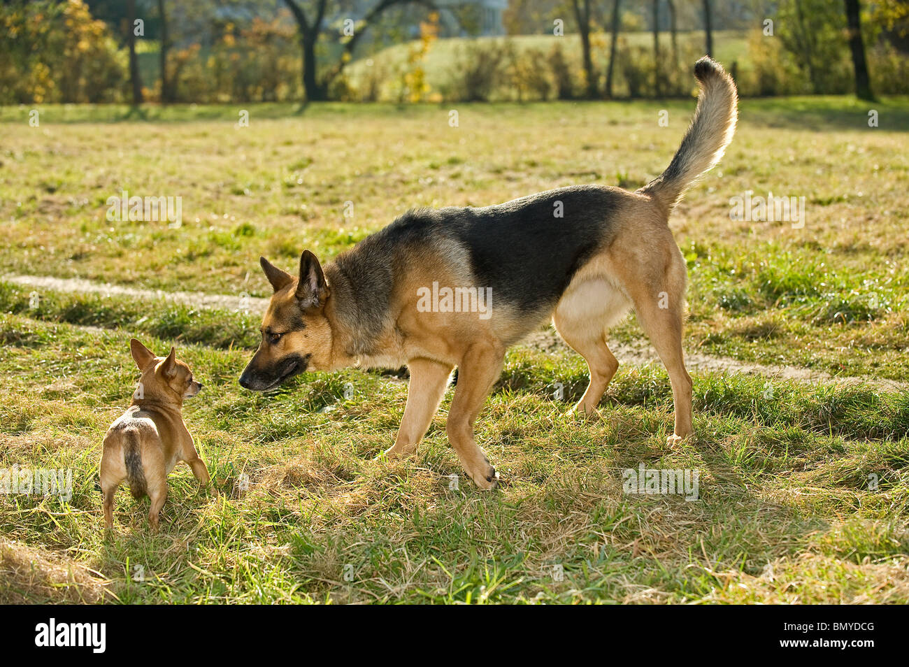 Il cane Chihuahua e il cane pastore tedesco si incontrano su un prato Foto Stock