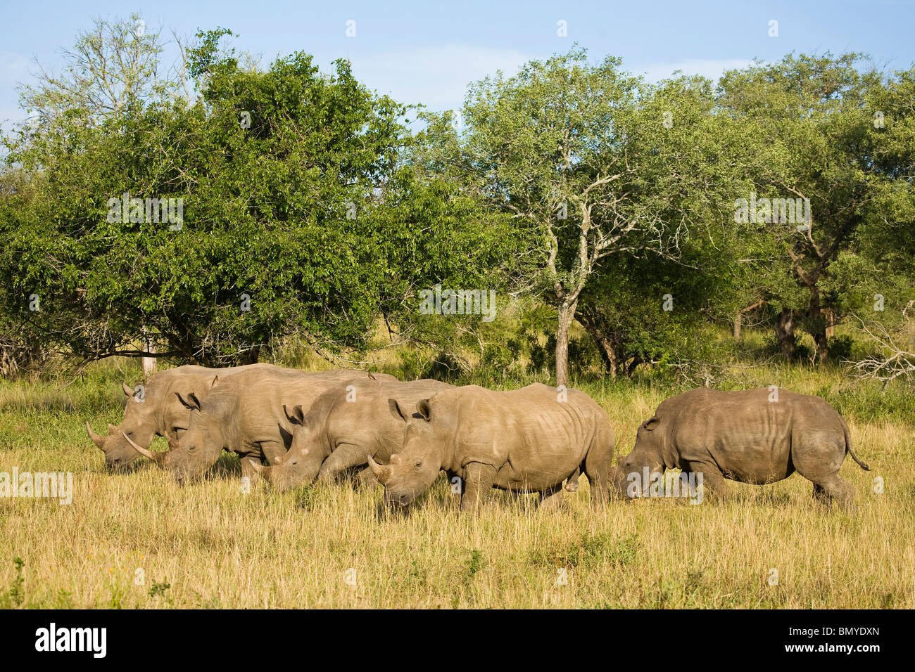 Rinoceronte bianco, quadrato a labbro, rinoceronte (Ceratotherium simum). Hluhluwe iMfolozi Park. KwaZulu Natal. Sud Africa. Foto Stock