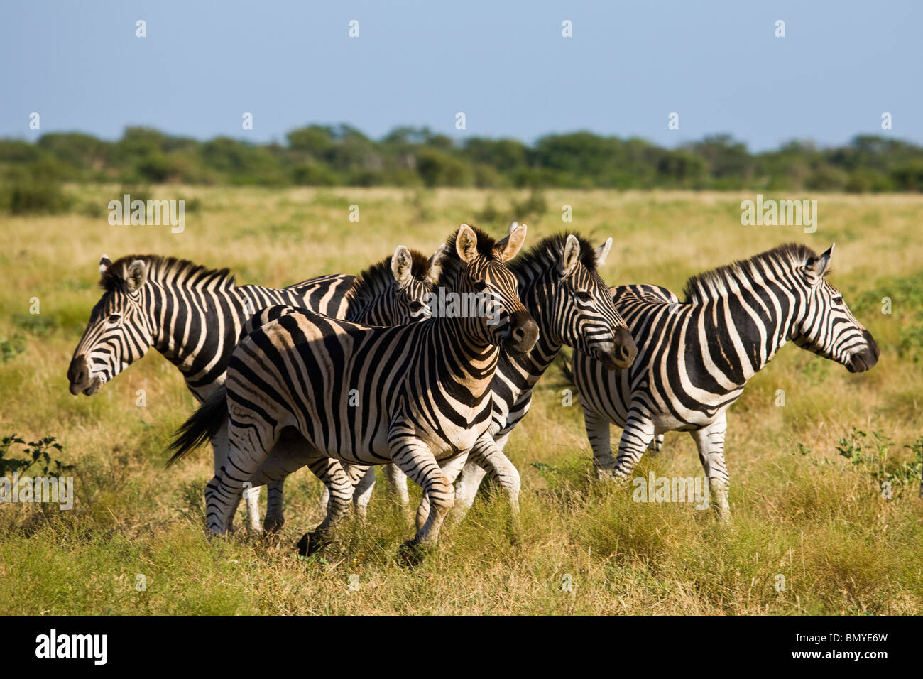 Burchells Zebra (Equus quagga burchelli). Gruppo a Madikwe Game Reserve. A nord-ovest della provincia. Sud Africa. Foto Stock