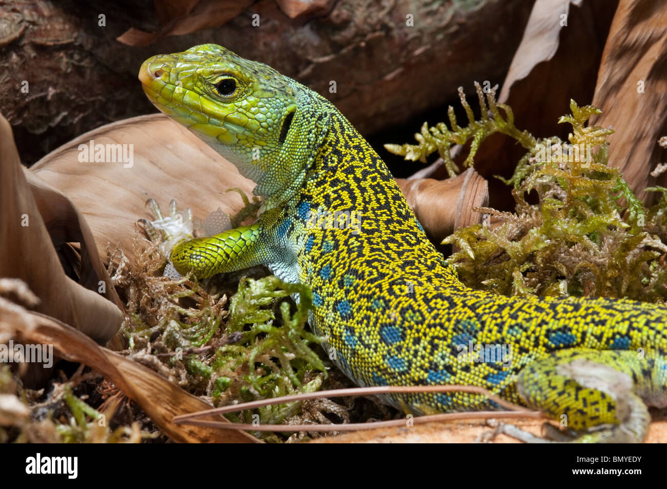 Il Eyed lizard femmina dalla Spagna. Timon Lepidus (ex Lacerta lepida) Foto Stock