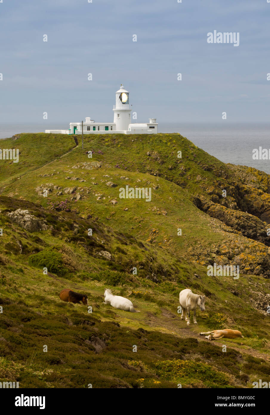 Strumble Head Lighthouse, Pembrokeshire con i cavalli in primo piano.. Foto Stock