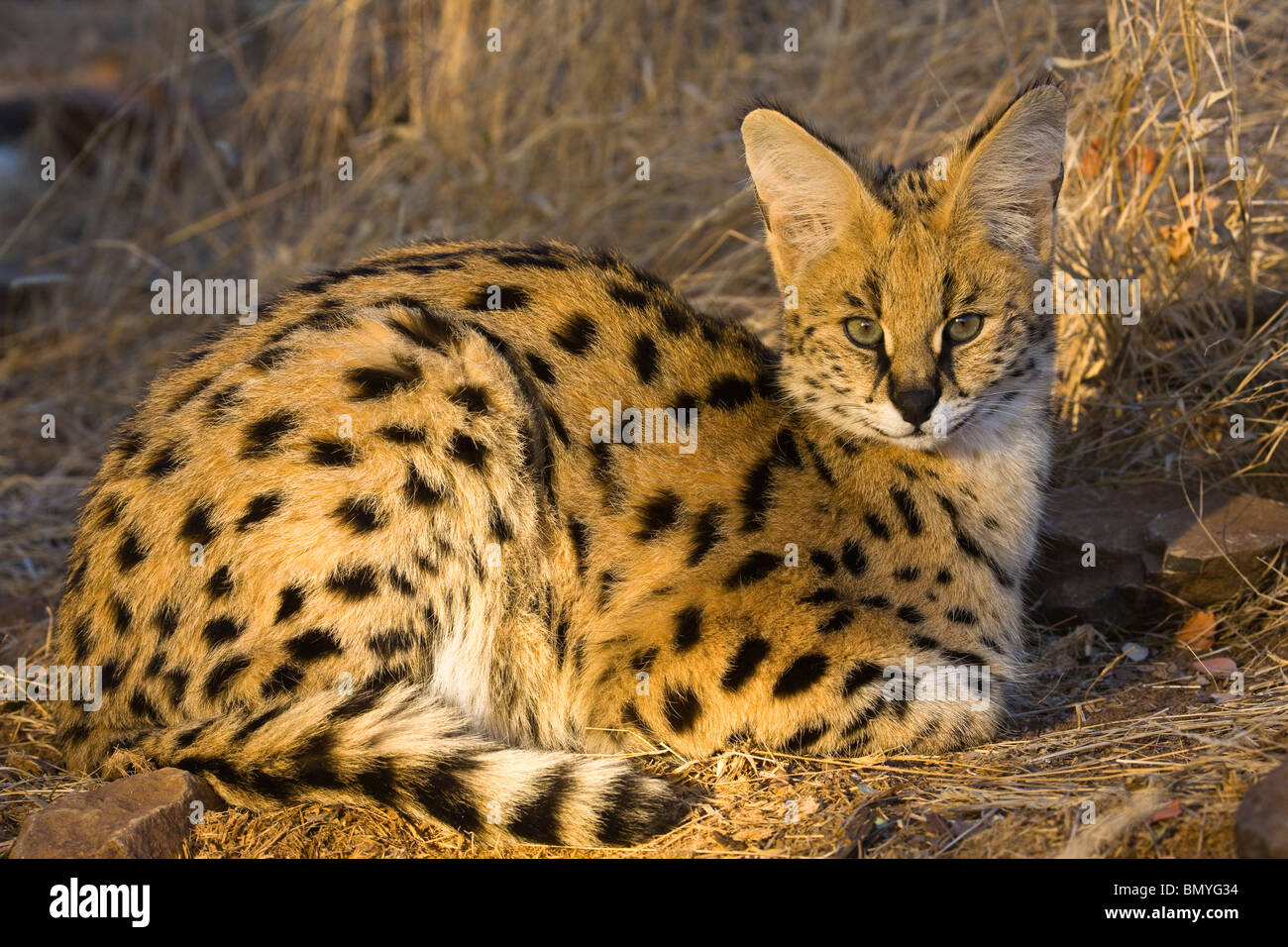 Serval (Leptailurus serval) a Nitani Game Reserve, il Botswana. Foto Stock