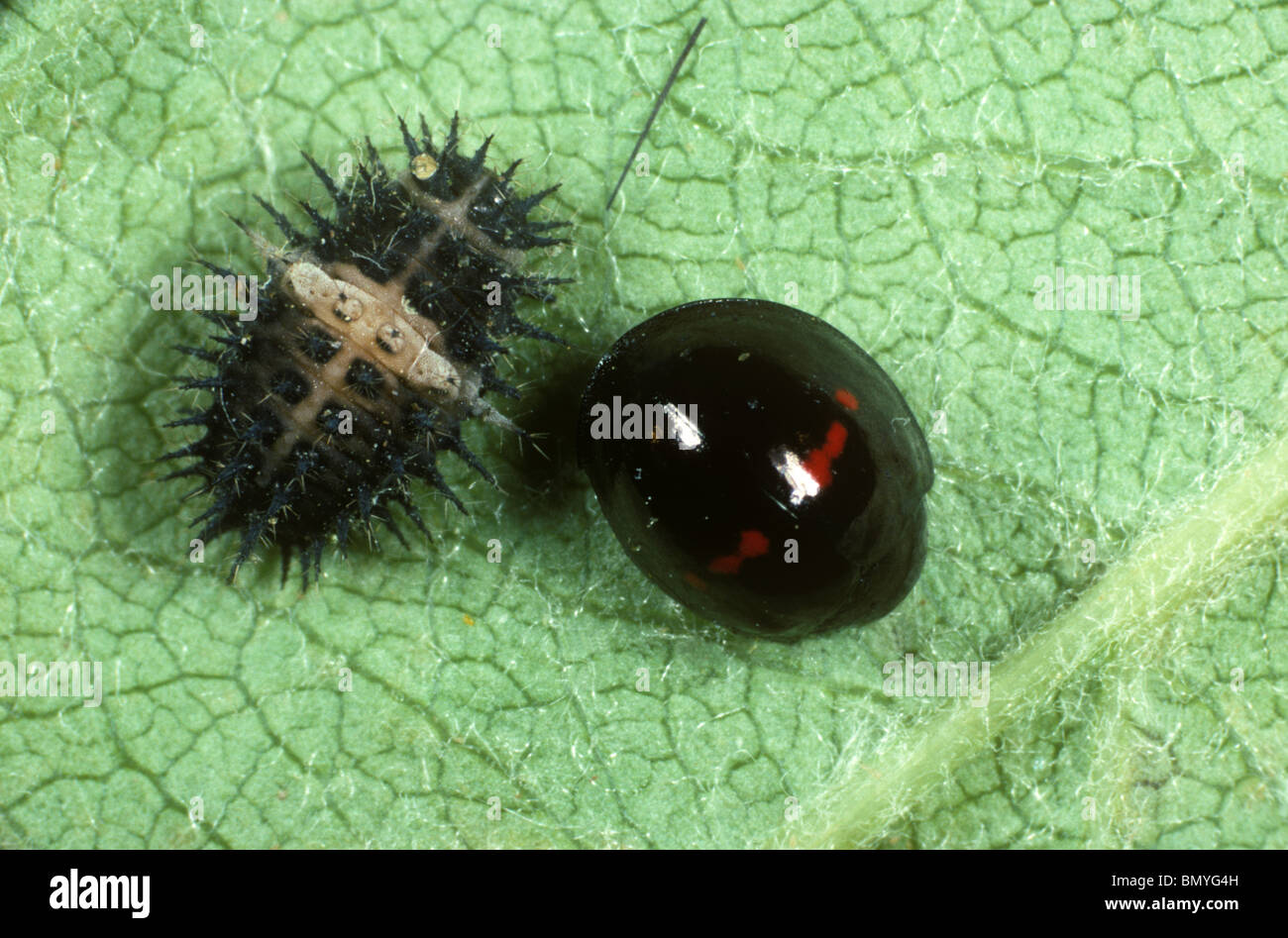 Erica ladybird (Chilocorus bipustulatus) predatore adulto e pupa su una foglia di mela Foto Stock