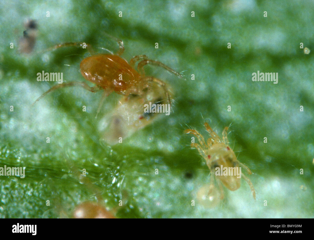 Acaro predatore (Phytoseiulus persimilis) e due macchie acaro (Tetranychus urticae) preda Foto Stock