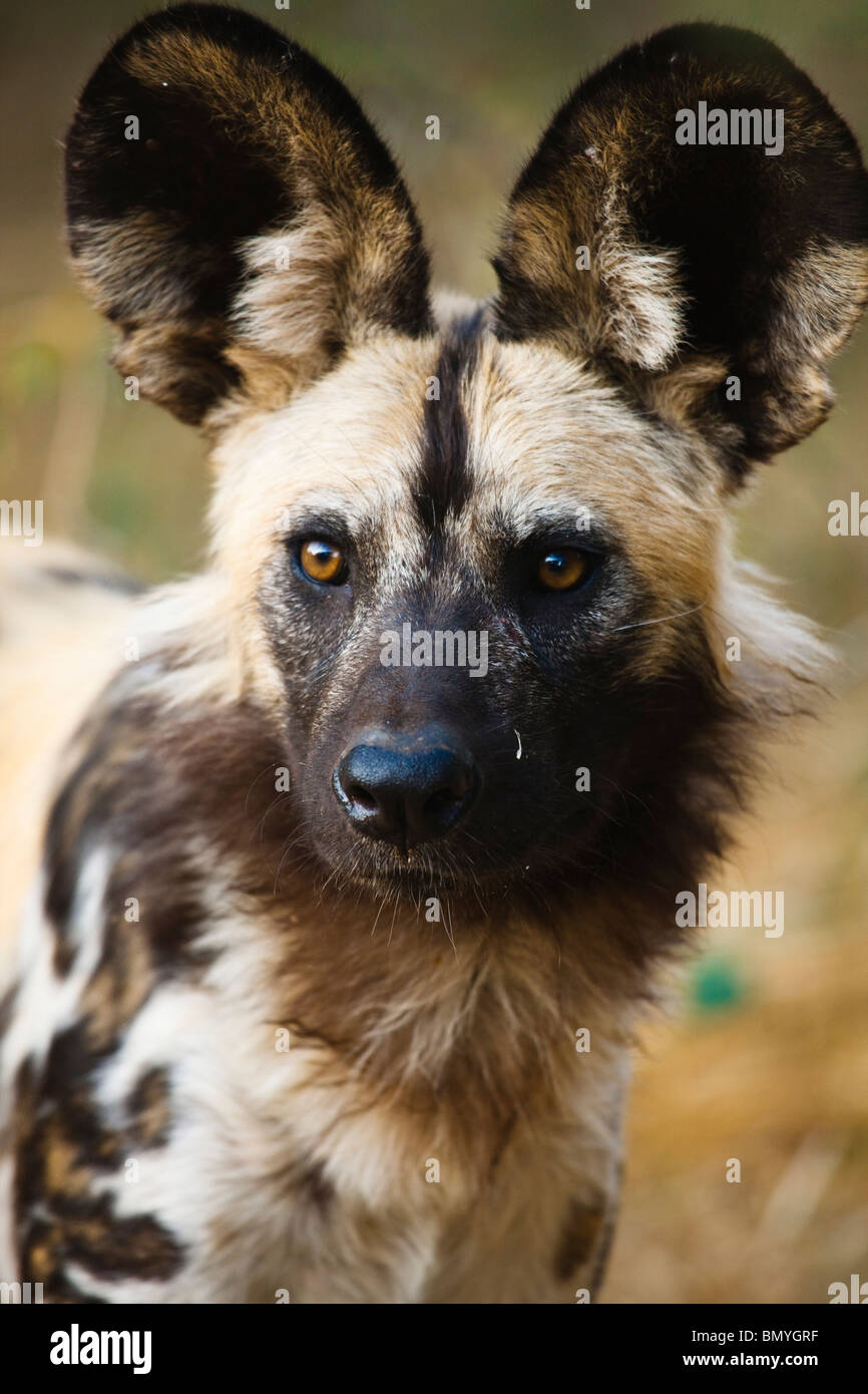 African Wild Dog (Lycaon pictus), ritratto. Foto Stock