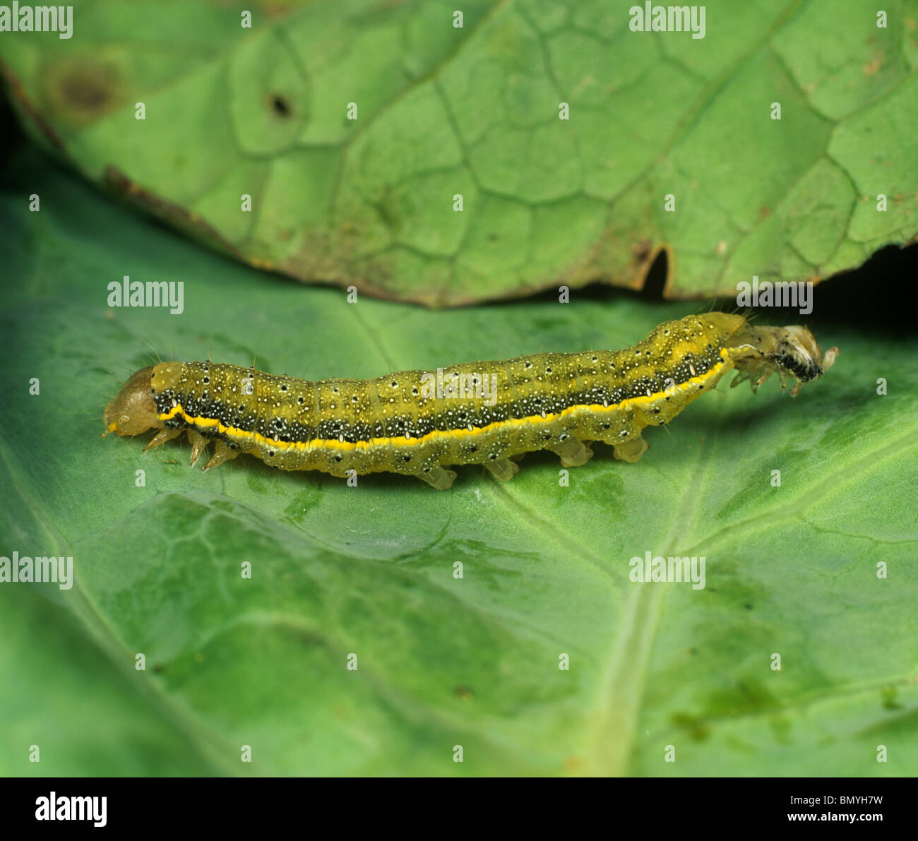 Un pomodoro tarma (Lacanobia oleracea) caterpillar 24 ore dopo il trattamento con Bacillus thuringiensis Foto Stock