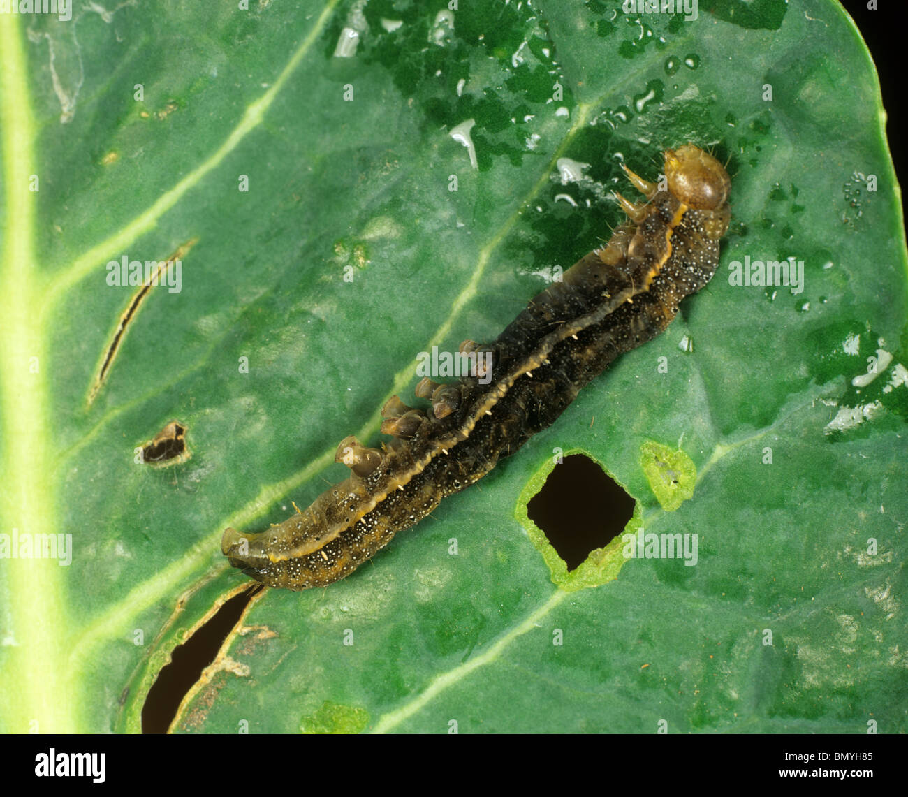 Un pomodoro tarma (Lacanobia oleracea) caterpillar dopo 5 giorni di trattamento con Bacillus thuringiensis Foto Stock