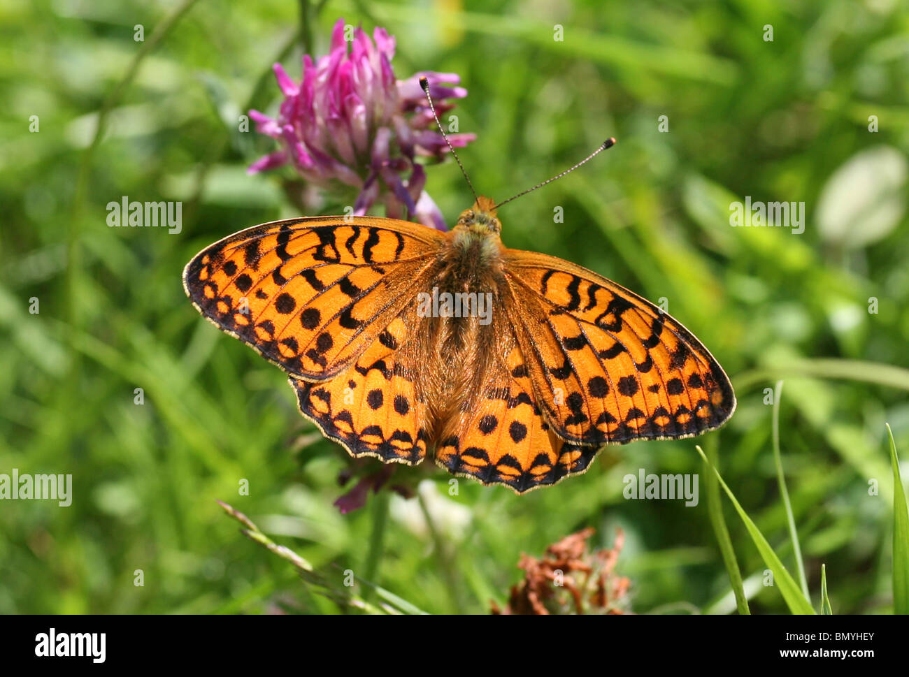 Dark Green Fritillary Butterfly (Argynnis aglaja), Inghilterra, Regno Unito Foto Stock