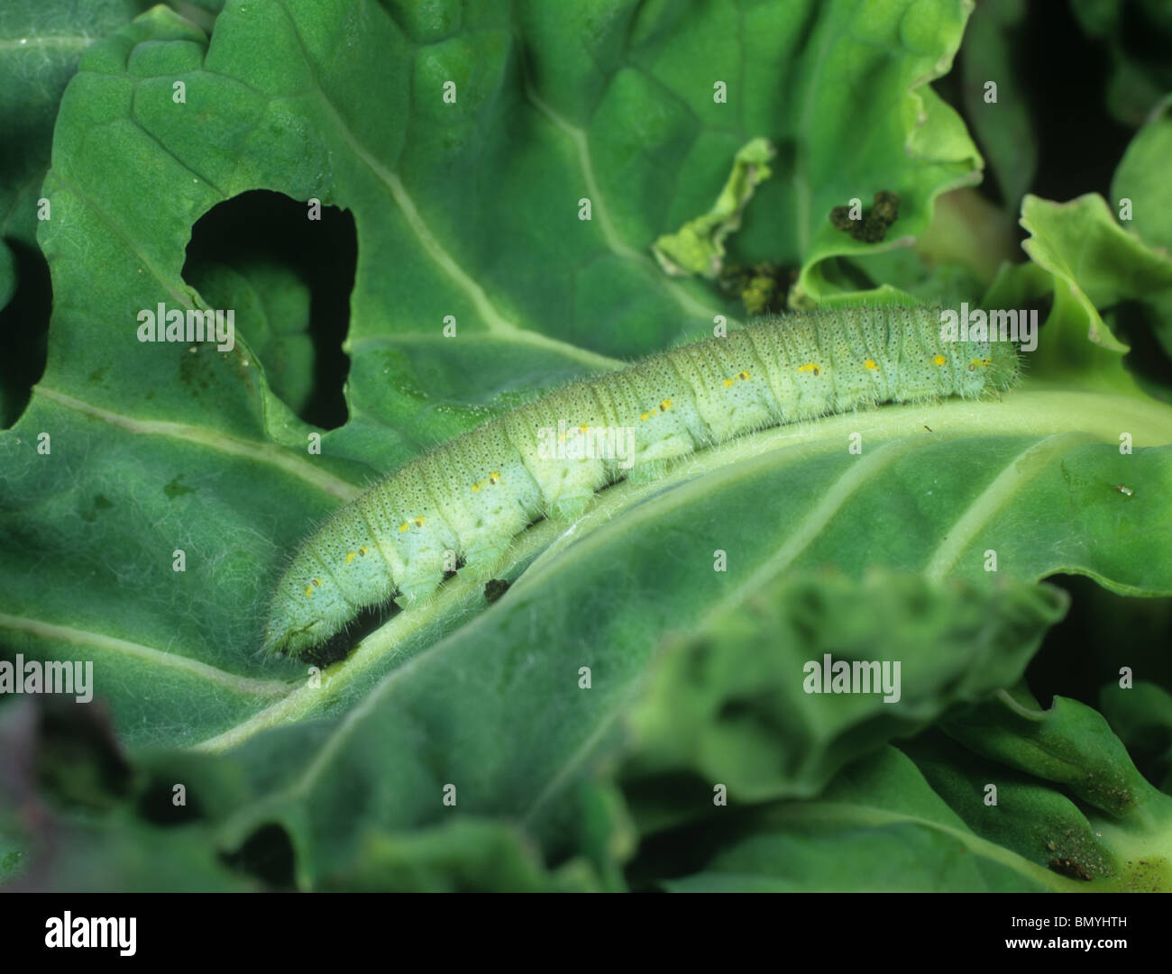 Piccola farfalla bianca caterpillar morire dopo trattamento con sarcococca rapae granulosis virus Foto Stock