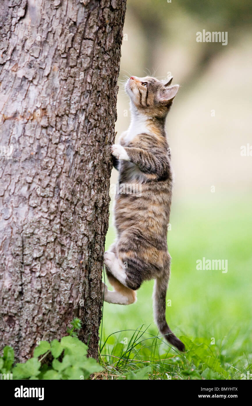 Gatto domestico. Tabby gattino che sale su un tronco di albero Foto stock -  Alamy