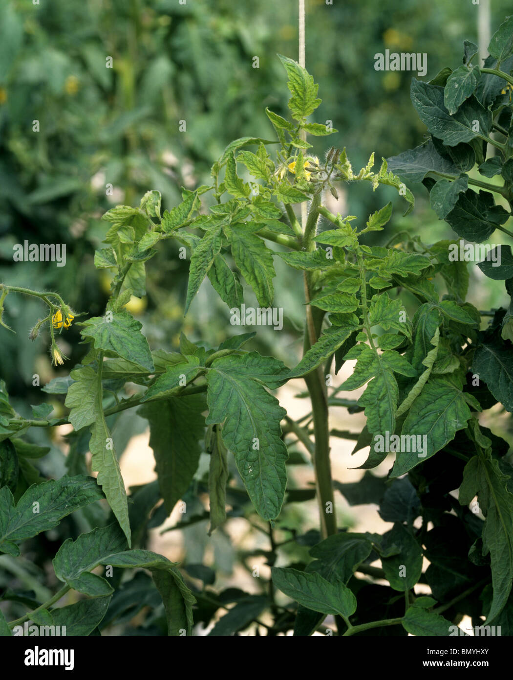 Tomato yellow leaf curl virus (TYLVCV) sintomi su una pianta di pomodoro sotto vetro Foto Stock