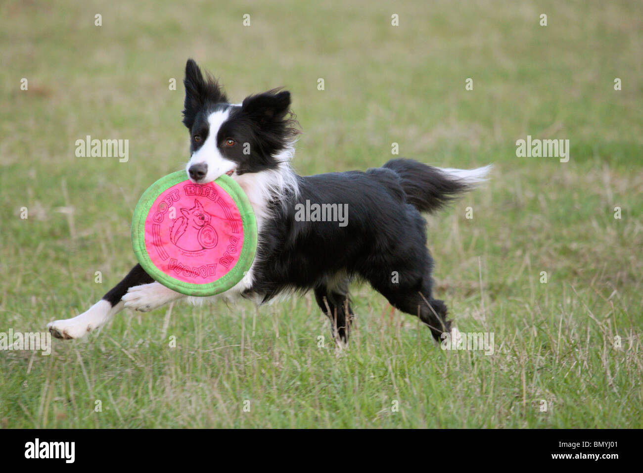 La metà del cane di razza di Frisbee in giro per il prato in esecuzione Foto Stock