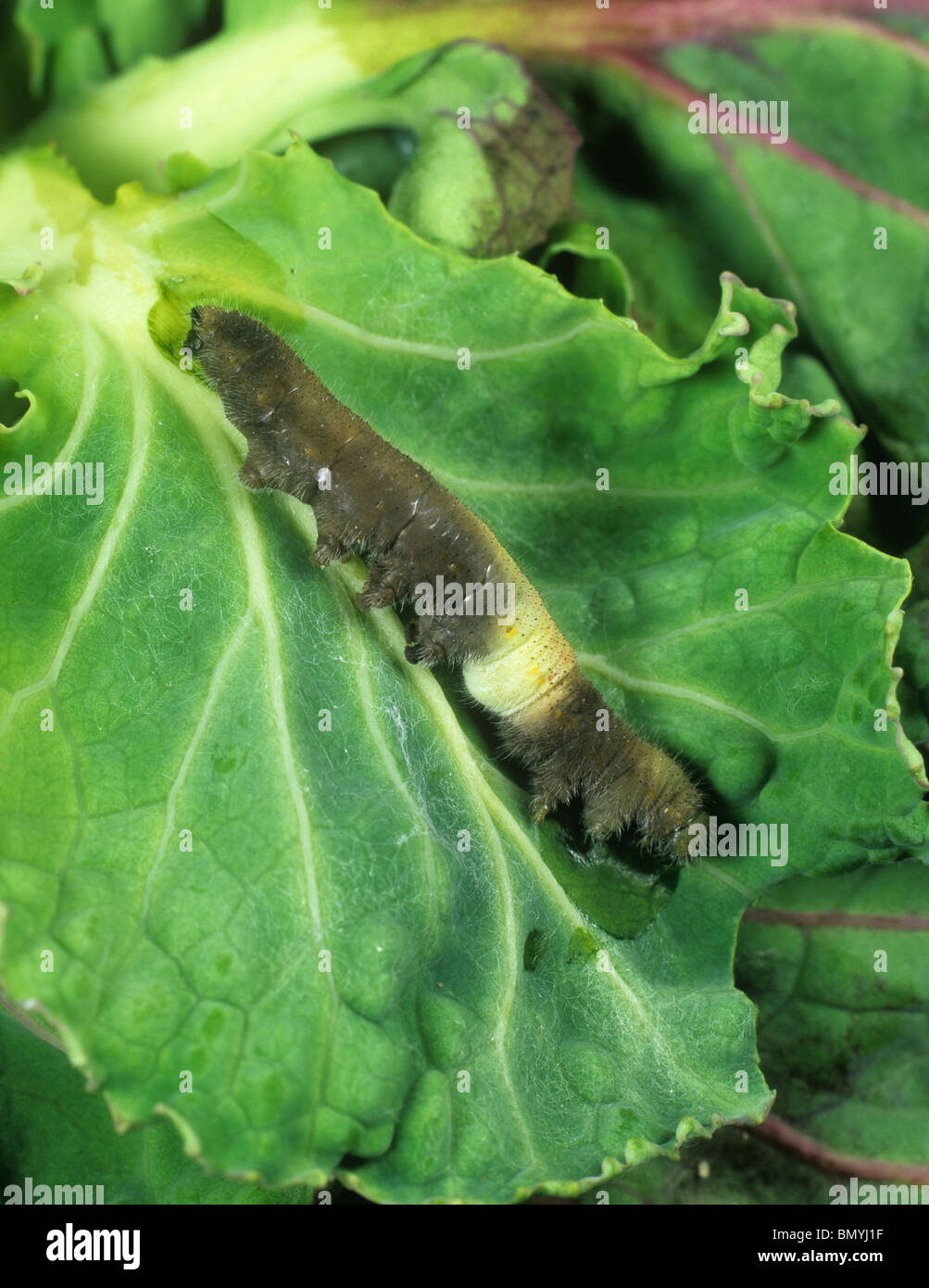 Piccola farfalla bianca caterpillar ucciso da sarcococca rapae granulosis virus Foto Stock