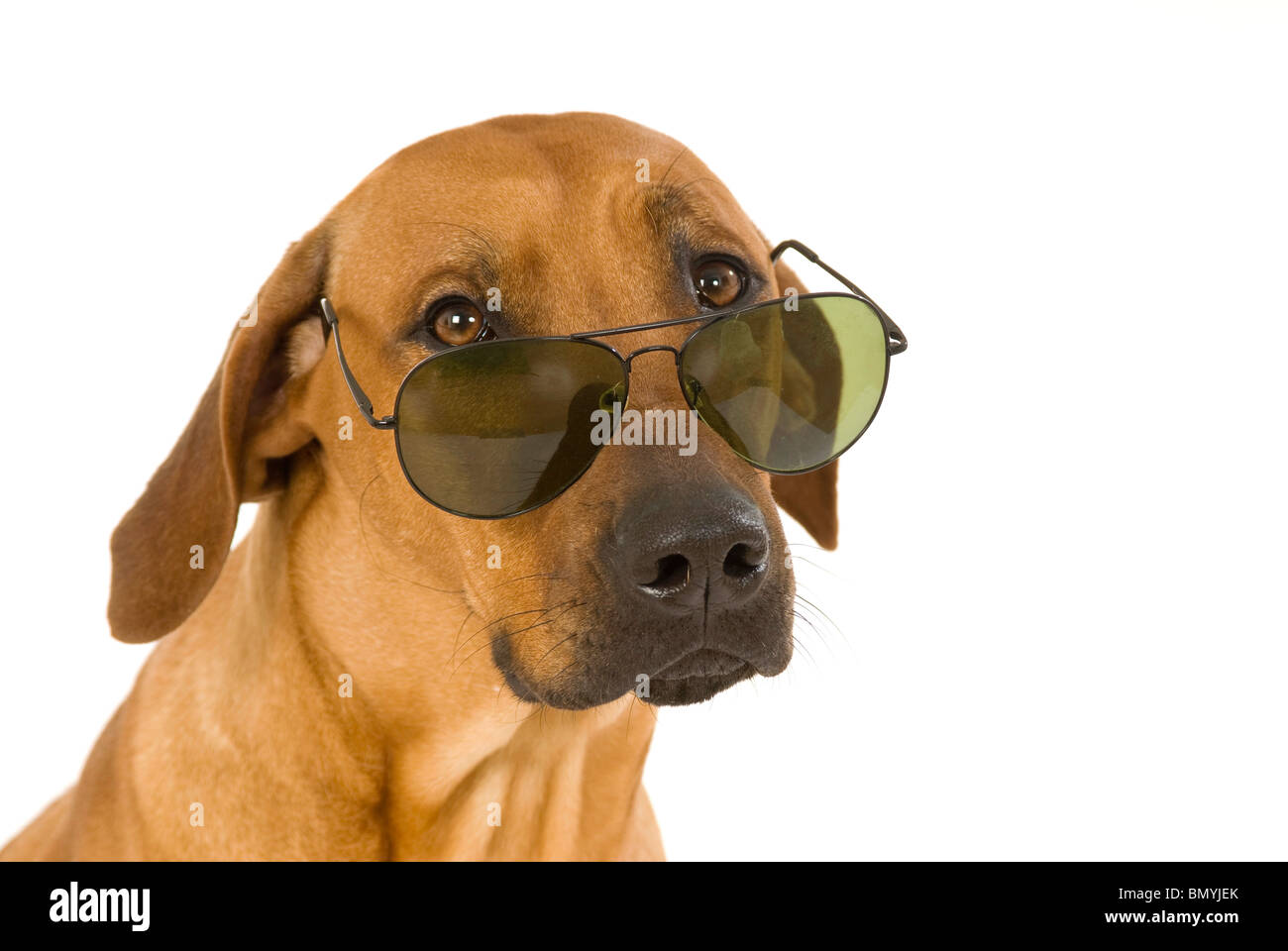 Ridgeback rhodesiano ritratto del cane con occhiali da sole Foto stock -  Alamy