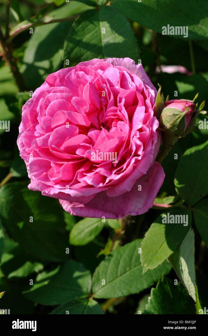 Rosa Comte de Chambord Foto Stock