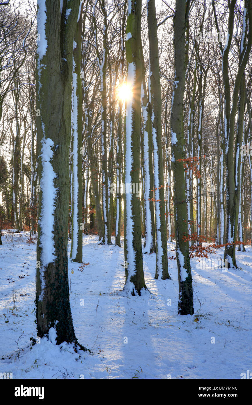 Faggete di Cambridge, Gog Magog Hills, inverno alberi coperti di neve, Cambridgeshire, England, Regno Unito Foto Stock