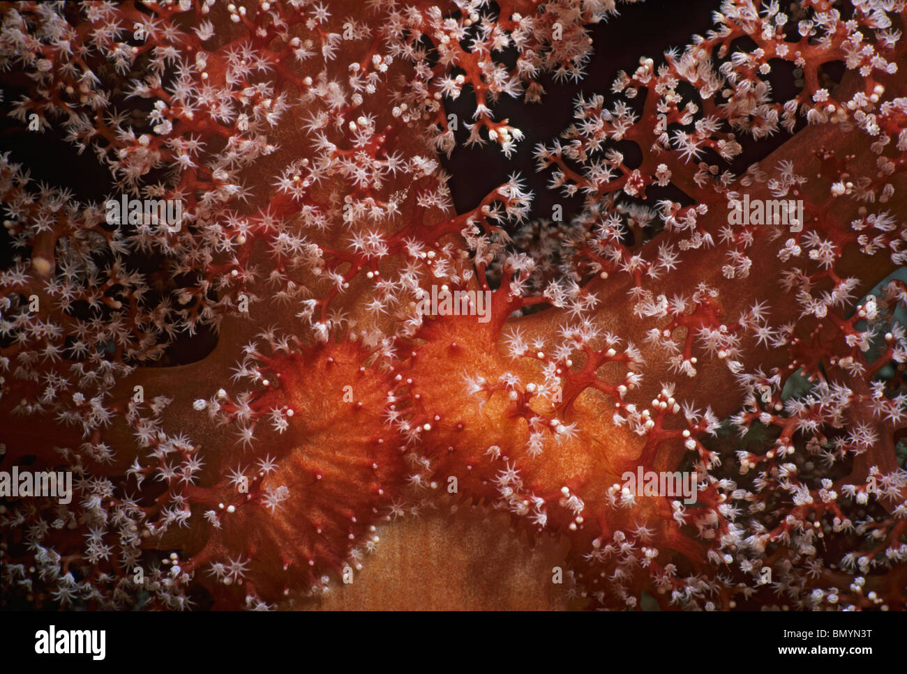 Alcynarian Soft Coral - Mar Rosso, Egitto Foto Stock