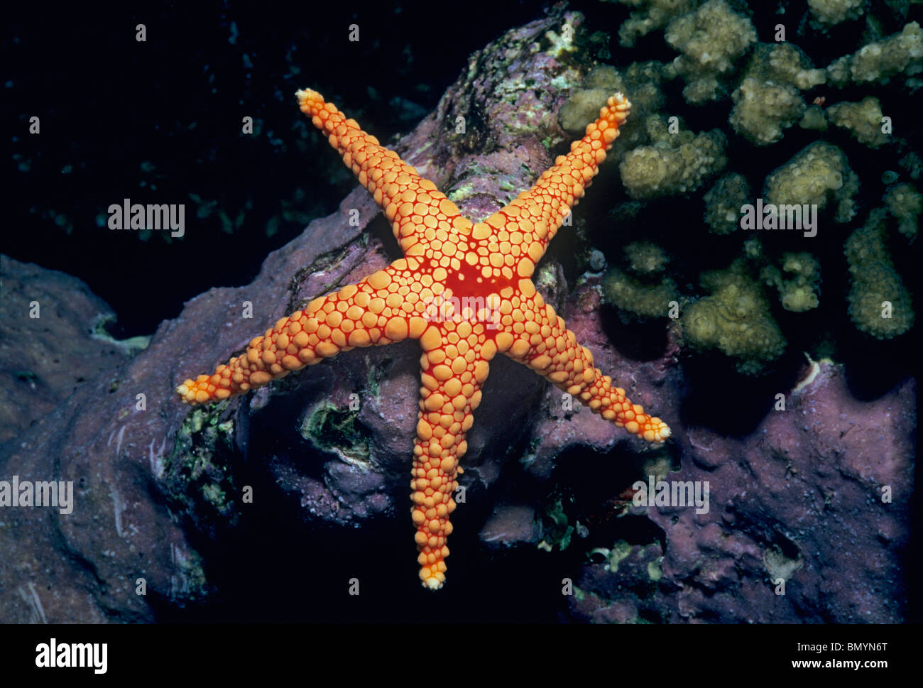 Maglia rossa Stella Marina (Fromia monilis) alimentazione su alghe coralline - Mar Rosso, Egitto Foto Stock