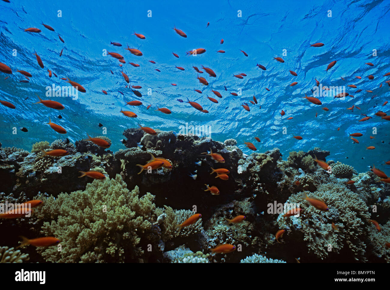Gioiello Fairy Basslet (Pseudanthias squamipinnis) scolarizzazione sulla barriera corallina. Egitto - Mar Rosso Foto Stock