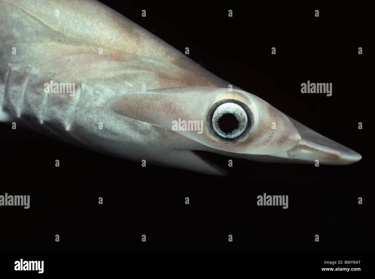 Occhio di capretti smerlata Squalo Martello (Sphyrna lewini), Kane'ohe Bay, Hawaii - Oceano Pacifico. Foto Stock