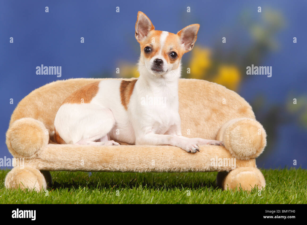 Chihuahua, dai capelli lisci / divano Foto Stock