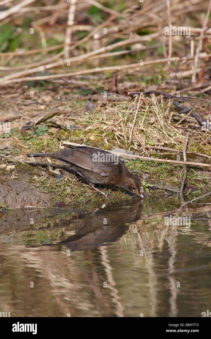 Femmina di Merlo Turdus merula bere da uno stagno/Stream UK Foto Stock