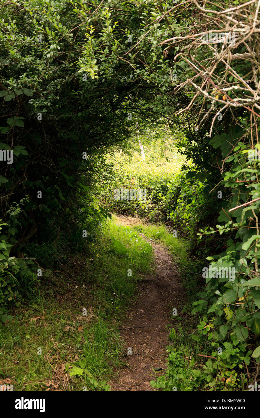 Campagna via che conduce attraverso incolto siepe alla luce Foto Stock