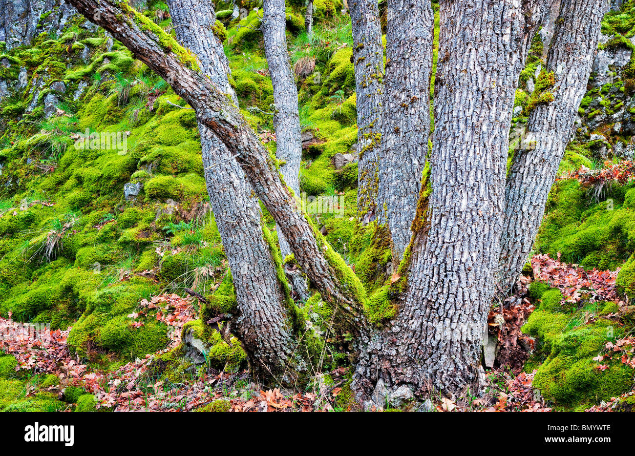 Tronchi di quercia e coperte di muschio rocce. Nei pressi di Catherine Creek. Columbia River Gorge National Scenic Area, Washington Foto Stock