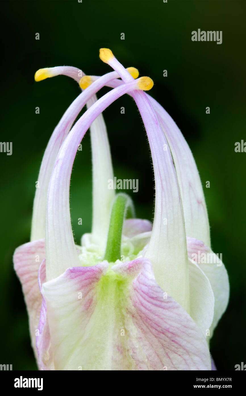 Chiusura del fiore di dispiegamento di Musik bianco puro aquilegia alpina. (Aquilegea musik bianco puro) Foto Stock