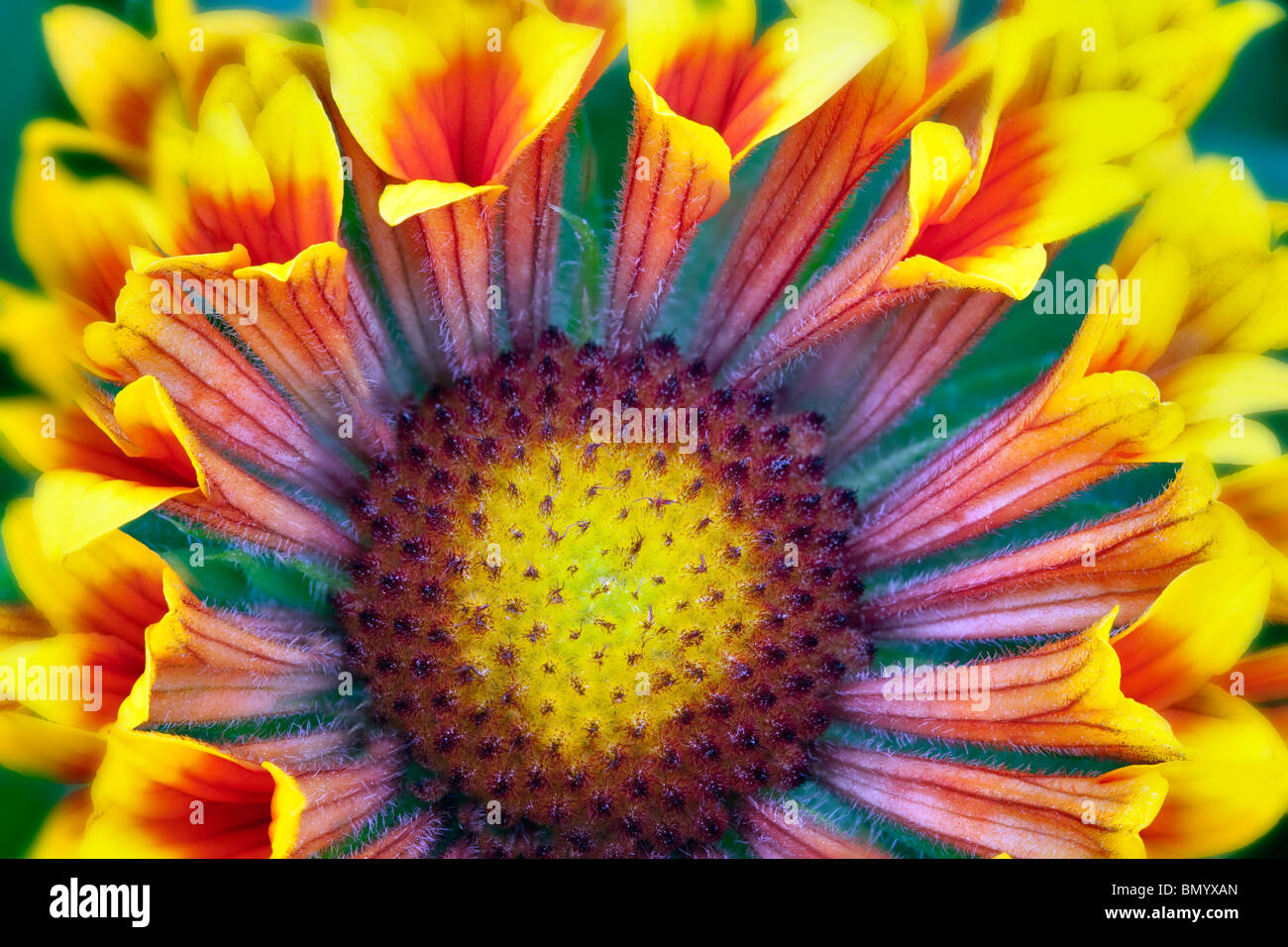 Close up della Fanfara Blanket Flower (Gaillardia "Fanfare"). Foto Stock