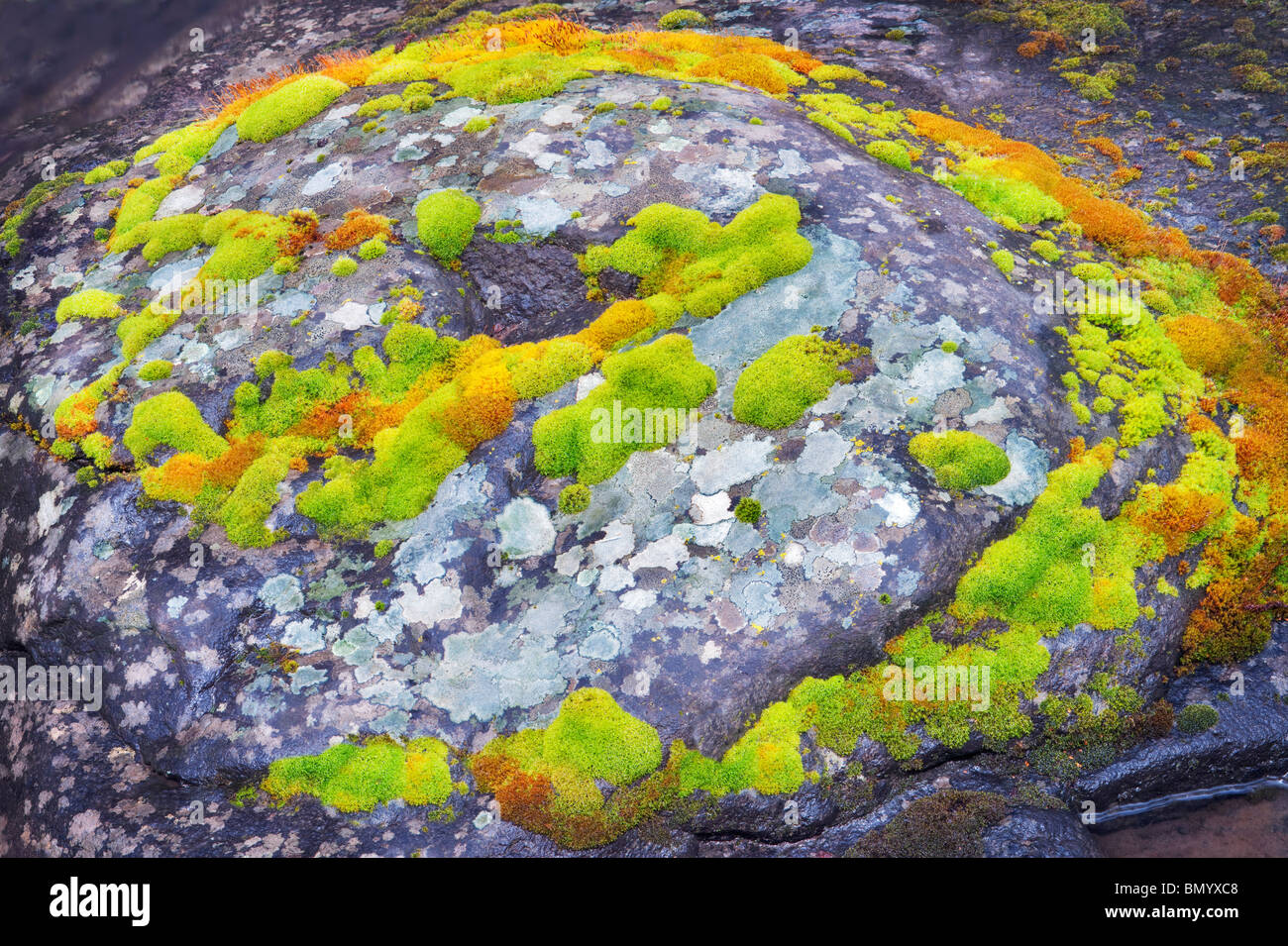 Verde e arancione moss sul lato del flusso di roccia. Principali Creek. Columbia River Gorge National Scenic Area, Washington Foto Stock