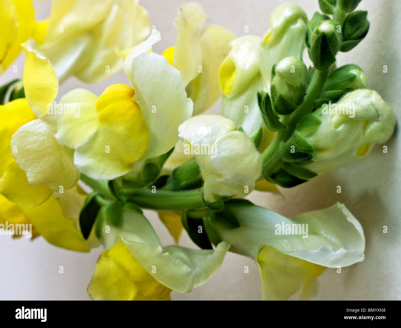 Close up di nuova apertura di fiori su blossom laden testa della bella bocca di leone gialla spray con boccioli e fiori Foto Stock