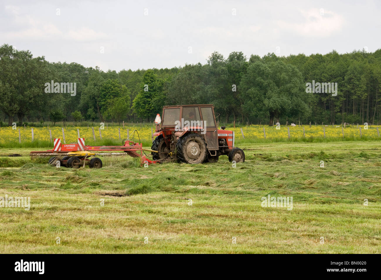 Meccanicamente ruotando il fieno pronto per essere imballato. Foto Stock