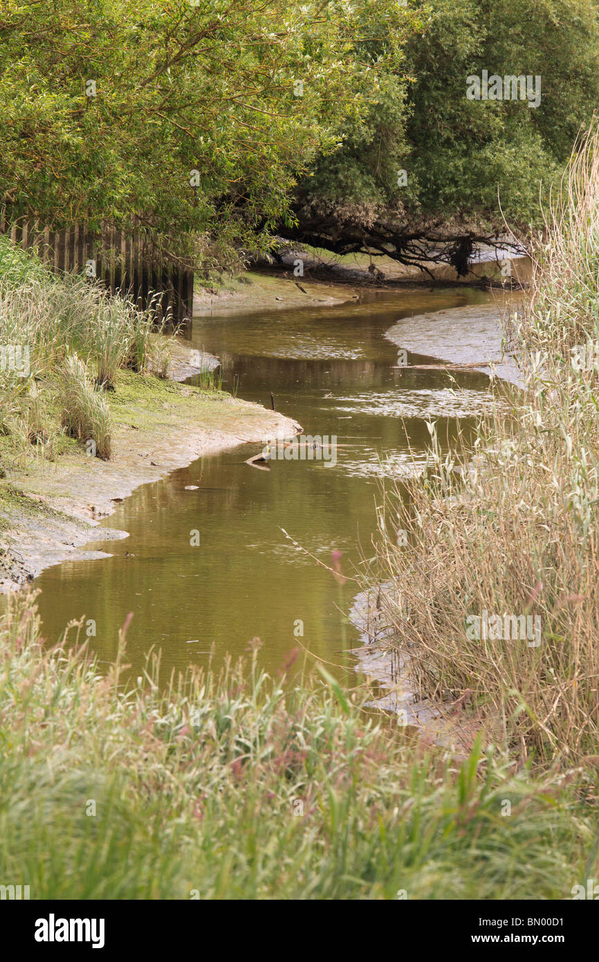 Basso livello dell'acqua nella esecuzione di ruscello da campo Foto Stock