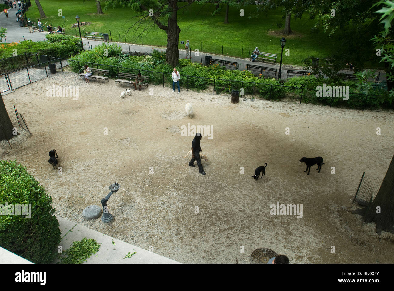 Il dog run in Theodore Roosevelt Park nella Upper West Side di New York Foto Stock