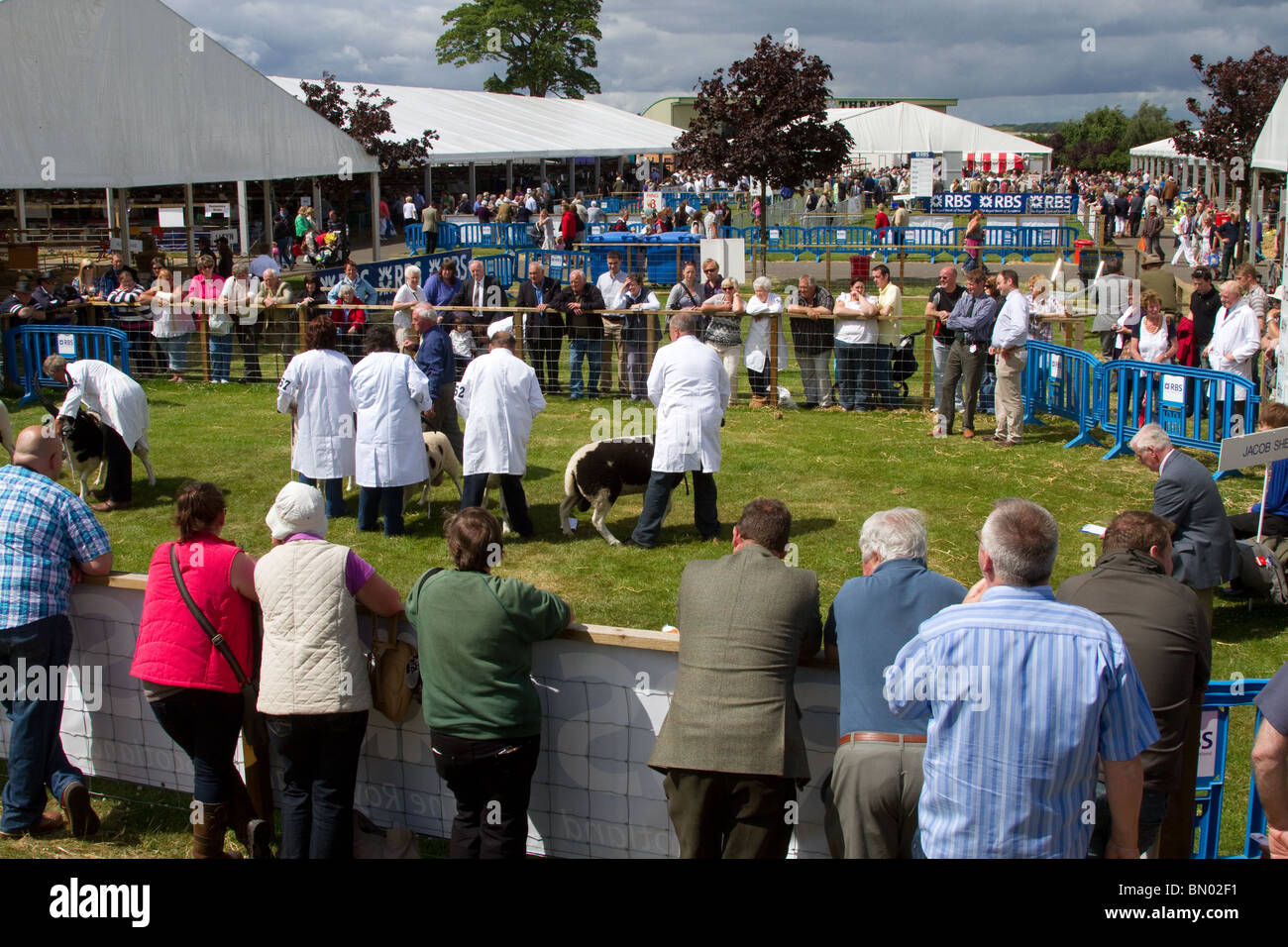 Premio ovini in Gran Royal Highland Show 2010  Scottish Agricultural Society of Scotland, Edinburgh, Regno Unito Foto Stock