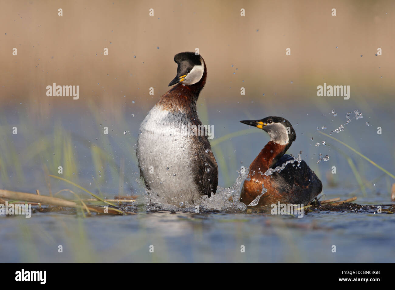 Coppia rosso colli di svassi, Podiceps grisegena, adulti in allevamento piumaggio, Bulgaria Foto Stock