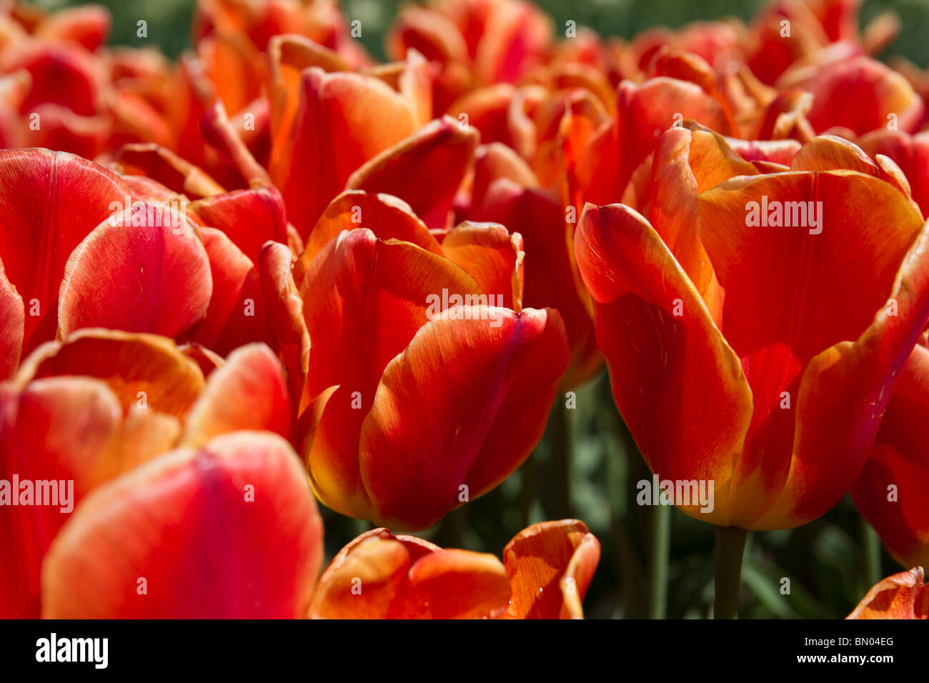 Tulip Time festival olandese Olanda Michigan negli Stati Uniti fioritura arancio Oxford Elite tulipani fiori nessuno cornice completa di sfondi di lusso con vista ad alta risoluzione Foto Stock