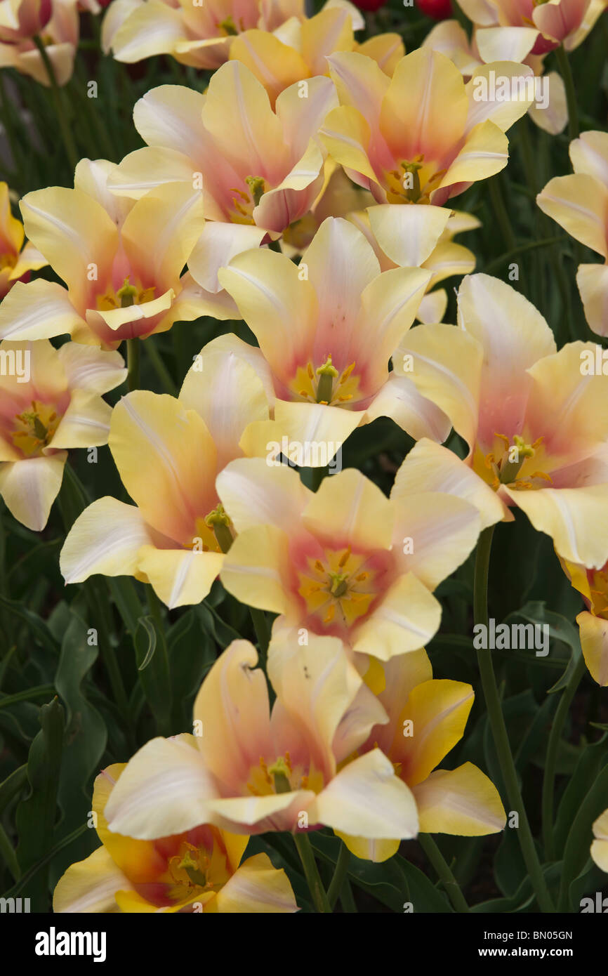 Tulip Time festival olandese Olanda Michigan negli Stati Uniti Orange Blushing Lady tulipani fiori nessuno full frame di sfondi di lusso sfondo hi-res Foto Stock